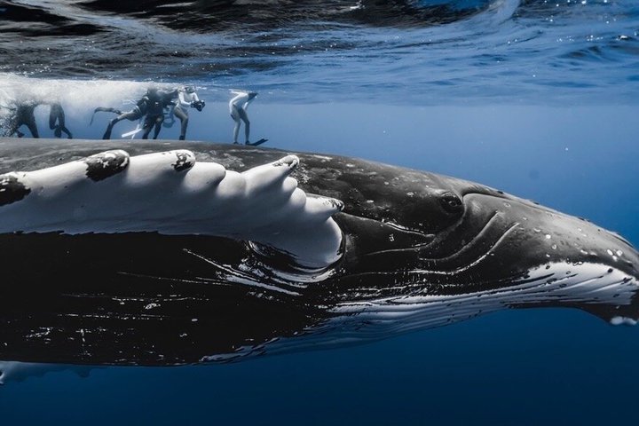 Guided Small Group Whale Watching and Swim Tour Tahiti