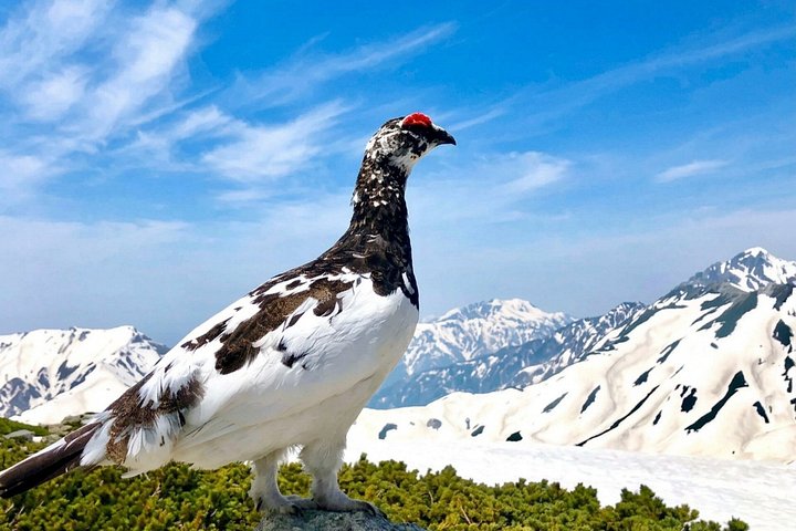 Kanazawa/Nagano : Dagtour naar Tateyama Kurobe Sneeuwmuur