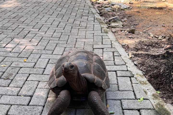 Privater Flughafen , Hotel und Fähre Transfer auf den Seychellen