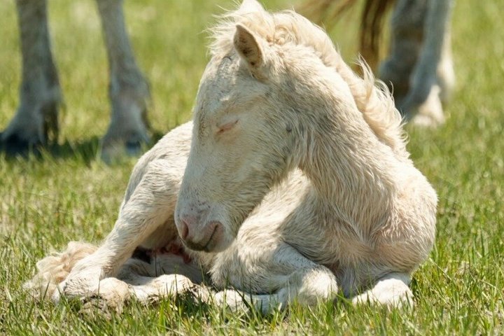 Få svar från personal och tidigare gäster på Saltwater Pony Tours.