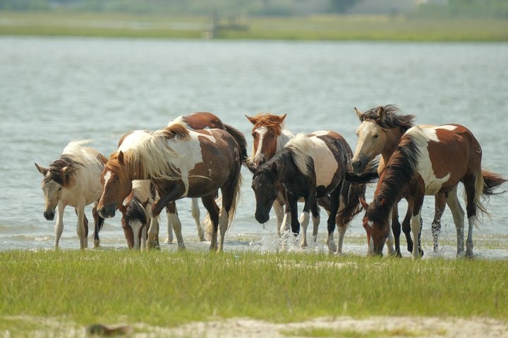 Få svar från personal och tidigare gäster på Saltwater Pony Tours.