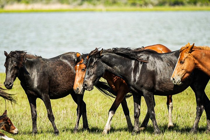 Få svar från personal och tidigare gäster på Saltwater Pony Tours.