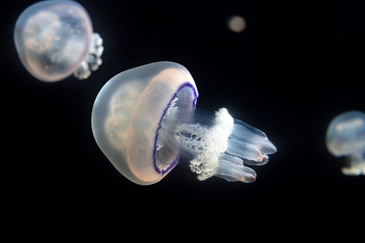 Salta la coda alla biglietteria : biglietto d'ingresso generale dell'Acquario del Pacifico