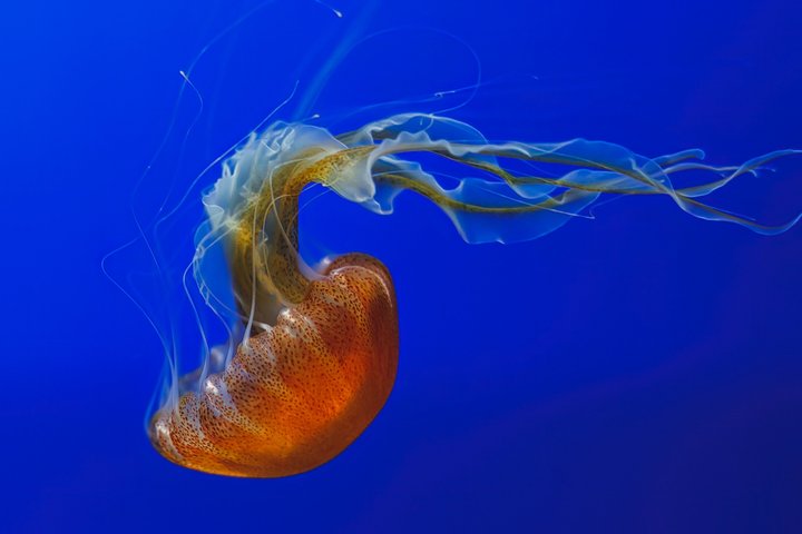 Salta la coda alla biglietteria : biglietto d'ingresso generale dell'Acquario del Pacifico