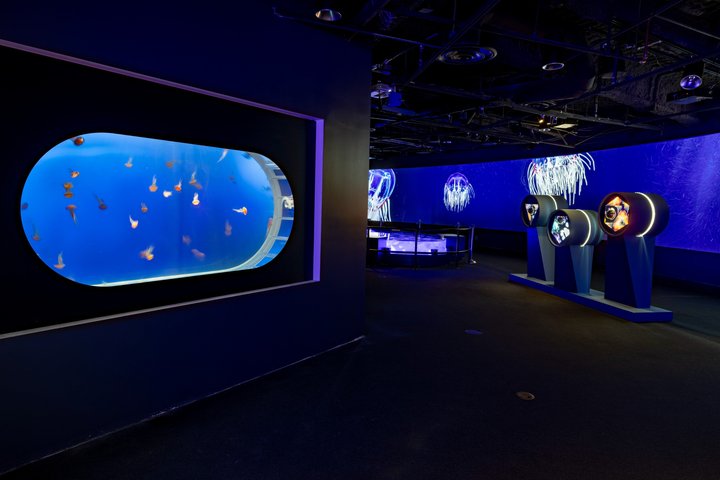 Salta la coda alla biglietteria : biglietto d'ingresso generale dell'Acquario del Pacifico