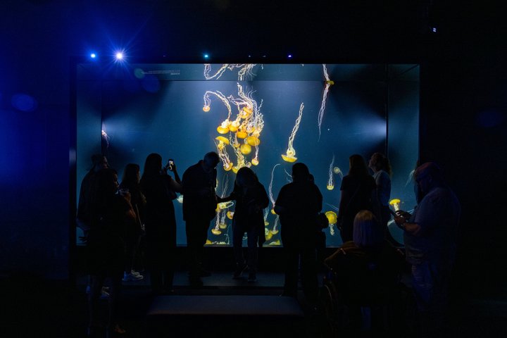 Salta la coda alla biglietteria : biglietto d'ingresso generale dell'Acquario del Pacifico