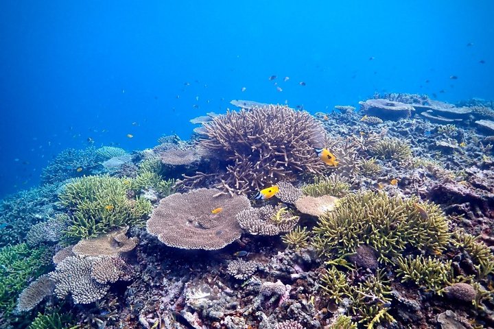 Skjulte strender i Okinawa: Sjøkajakk, snorkling og grill-eventyr