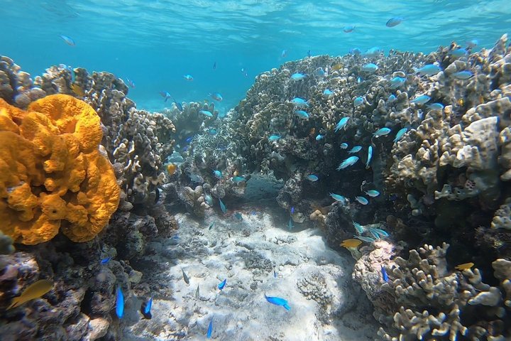 Skjulte strender i Okinawa: Sjøkajakk, snorkling og grill-eventyr