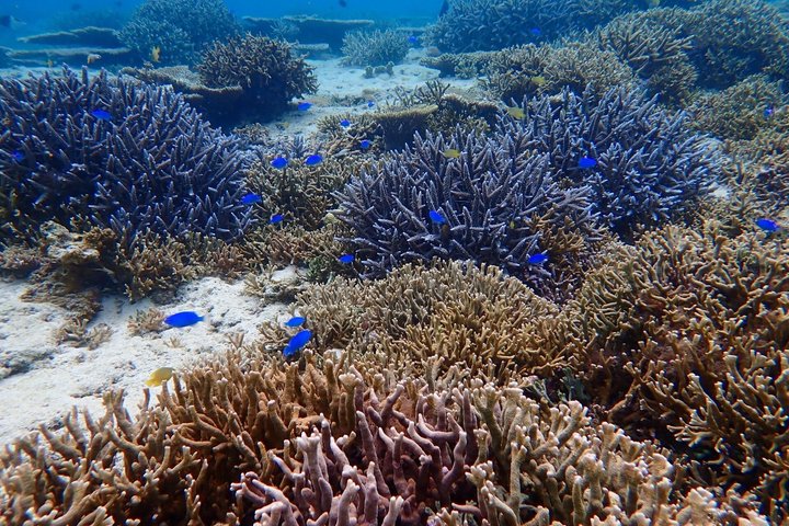 Skjulte strender i Okinawa: Sjøkajakk, snorkling og grill-eventyr