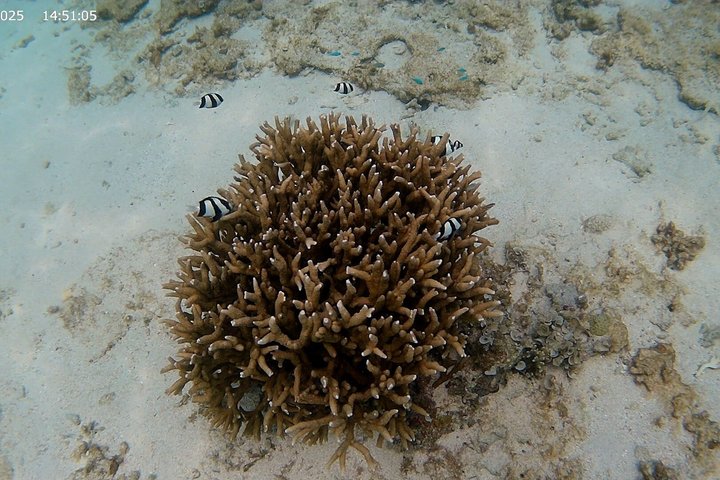 Skjulte strender i Okinawa: Sjøkajakk, snorkling og grill-eventyr