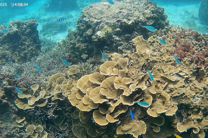Skjulte strender i Okinawa: Sjøkajakk, snorkling og grill-eventyr