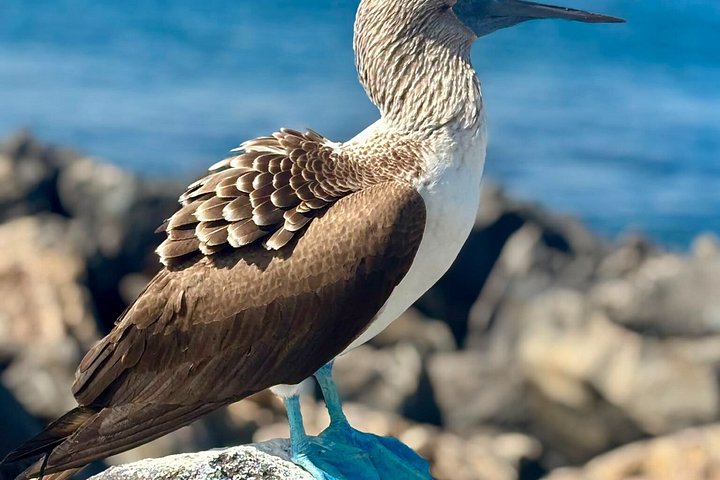 Tour di Island Hopping alle Galapagos 3 Isole in 7 Giorni