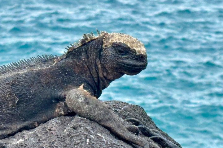 Tour di Island Hopping alle Galapagos 3 Isole in 7 Giorni