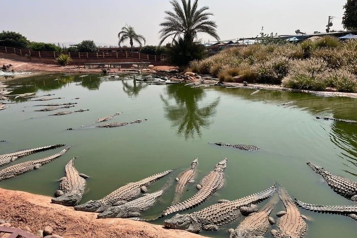 Agadir 3 - in - 1 Tour : Capre sugli alberi Souk El Had Crocoparc Biglietti