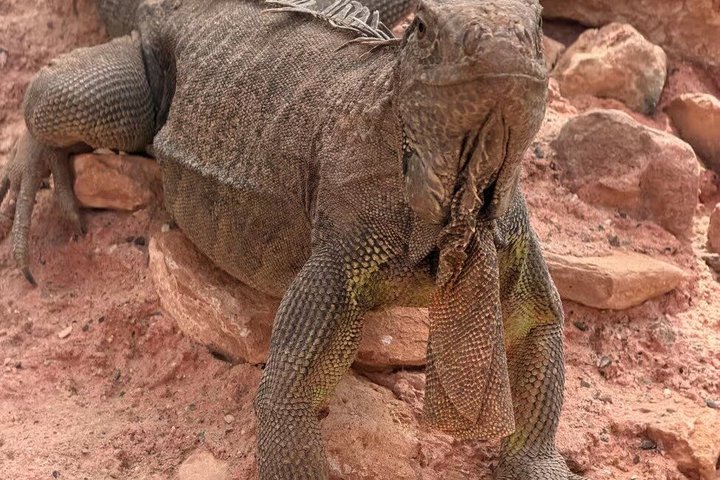 Agadir 3 - in - 1 Tour : Capre sugli alberi Souk El Had Crocoparc Biglietti