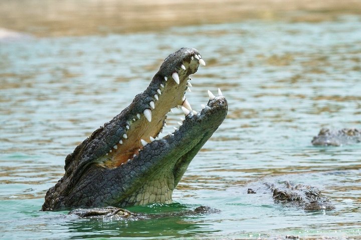 Entradas para el Agadir Crocoparc con traslado de ida y vuelta, todo incluido.