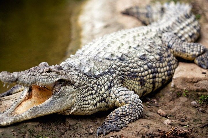 Entradas para el Agadir Crocoparc con traslado de ida y vuelta, todo incluido.