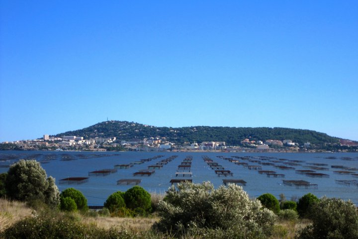 Privétour van een halve dag wijn- en oesterproeverij vanuit Cap d'Agde