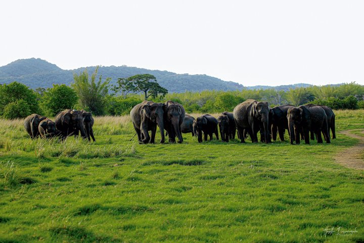 Sigiriya Hike & Minneriya Safari Privétour van een hele dag