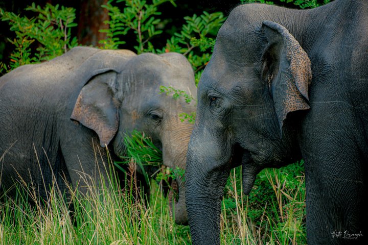 Sigiriya Hike & Minneriya Safari Privétour van een hele dag