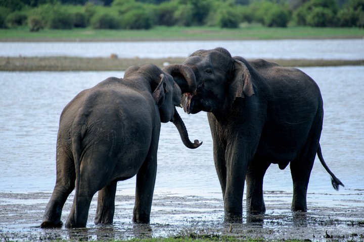 Safari privé d'une demi-journée au parc national Minneriya avec Guide Expert