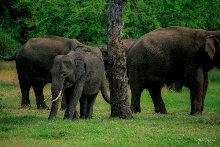 Safari privé d'une demi-journée au parc national Minneriya avec Guide Expert