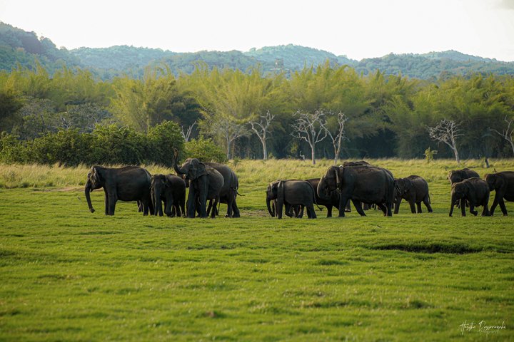 Safari privé d'une demi-journée au parc national Minneriya avec Guide Expert