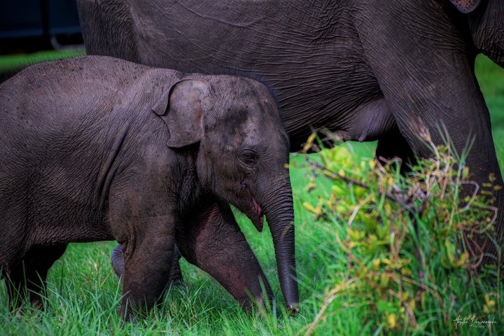 Safari privé d'une demi-journée au parc national Minneriya avec Guide Expert