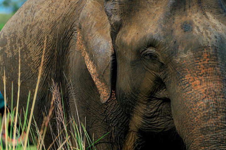 Safari privé d'une demi-journée au parc national Minneriya avec Guide Expert