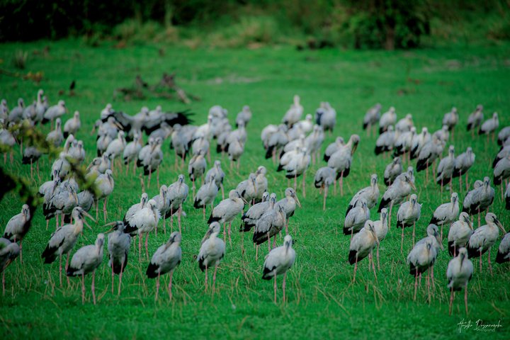 Safari privé d'une demi-journée au parc national Minneriya avec Guide Expert