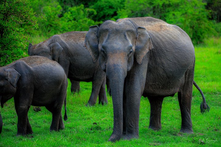 Safari privé d'une demi-journée au parc national Minneriya avec Guide Expert
