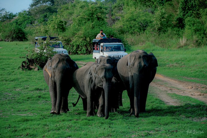 Safari privé d'une demi-journée au parc national Minneriya avec Guide Expert