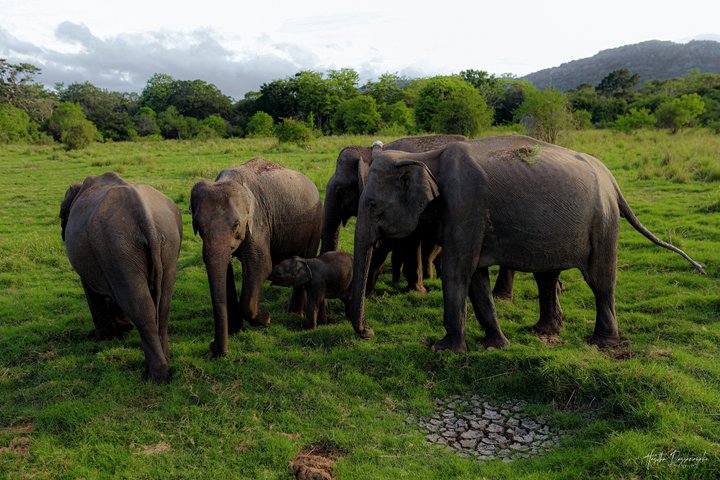 Safari privé d'une demi-journée au parc national Minneriya avec Guide Expert