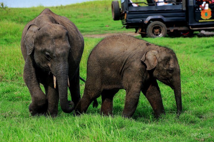 Safari privé d'une demi-journée au parc national Minneriya avec Guide Expert