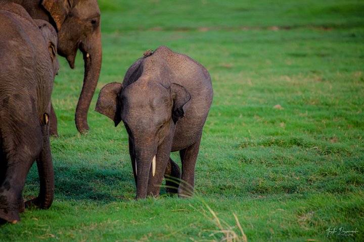 Safari privé d'une demi-journée au parc national Minneriya avec Guide Expert