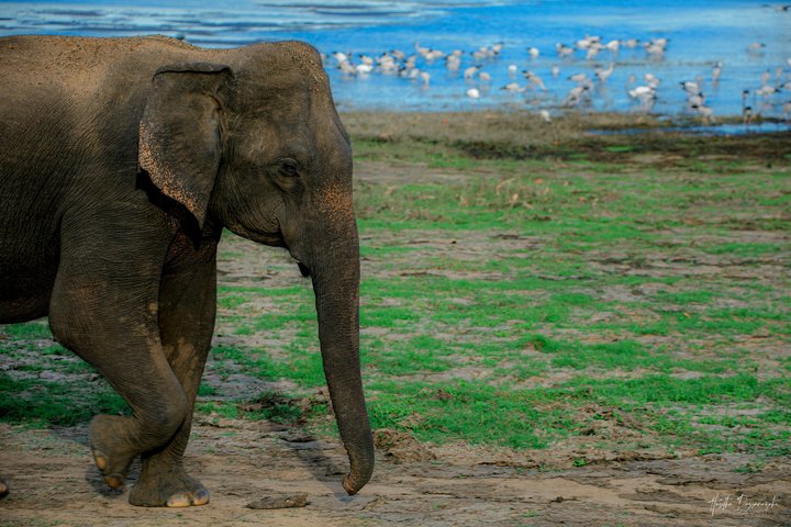 Safari privé d'une demi-journée au parc national Minneriya avec Guide Expert