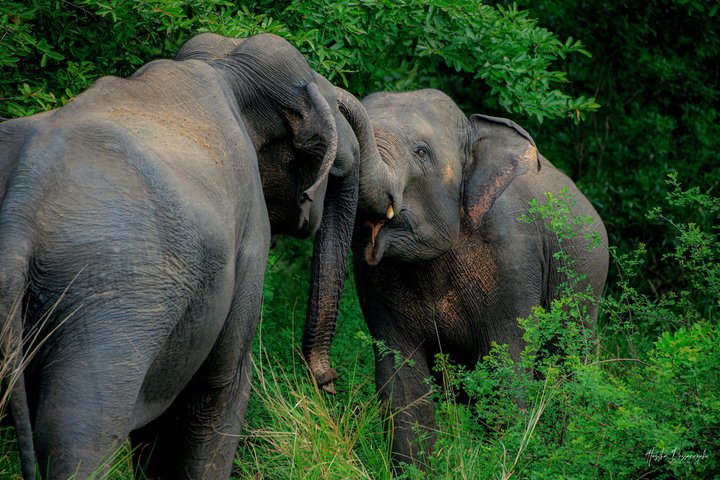 Safari privé d'une demi-journée au parc national Minneriya avec Guide Expert