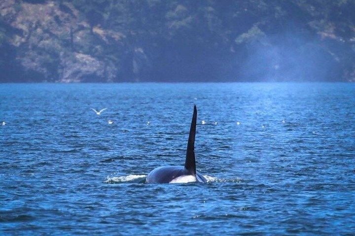 Hotell i nærheten av Port Townsend Wildlife Watching Boat Cruise