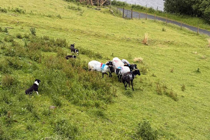 Kleine Gruppe Kylemore Abbey, Sheepdog Demo & Connemara Tour