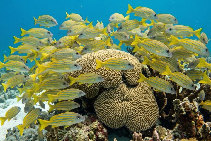 Key West Reef morgen snorkling med frokost og mimosaer