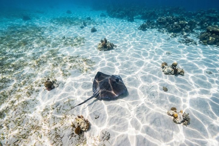 Key West Reef morgen snorkling med frokost og mimosaer
