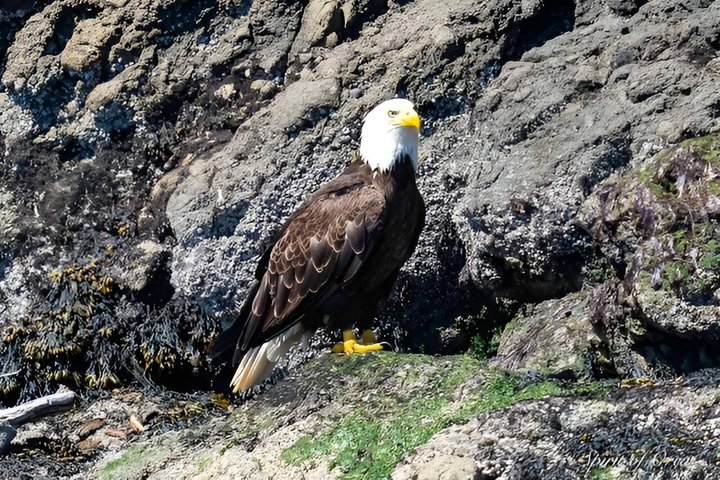 Hotell i nærheten av Port Townsend Wildlife Watching Boat Cruise