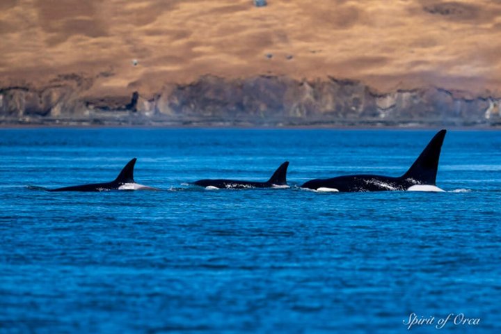Hotell i nærheten av Port Townsend Wildlife Watching Boat Cruise