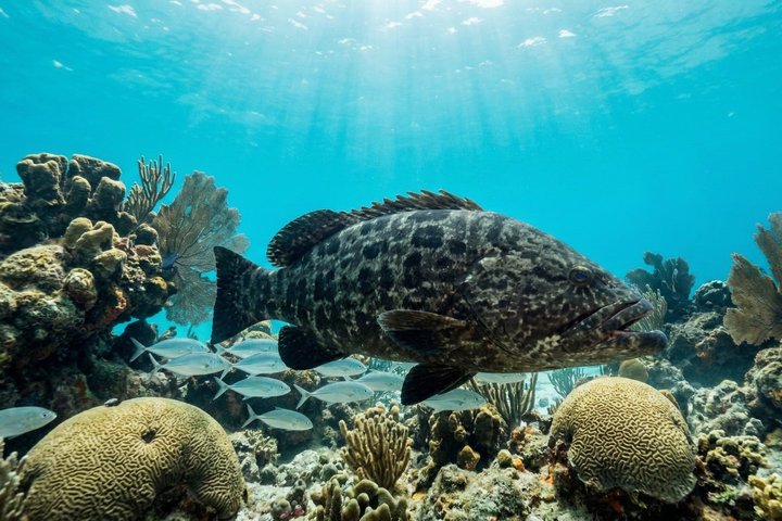Key West Reef morgen snorkling med frokost og mimosaer