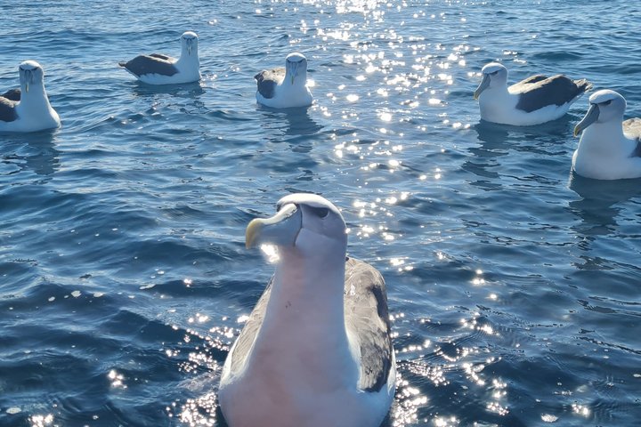 Haven-, albatros- en wildlife-cruise in de haven van Otago