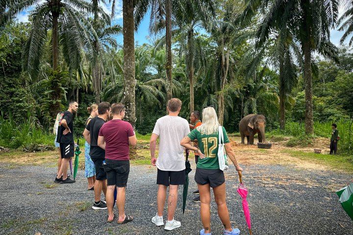 Highlight de meio dia com elefantes (NO-Touching) em Ao Nang