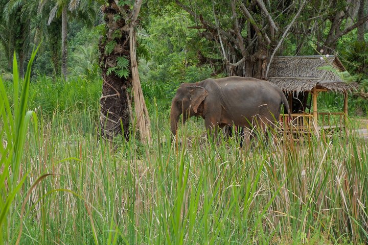 Highlight de meio dia com elefantes (NO-Touching) em Ao Nang