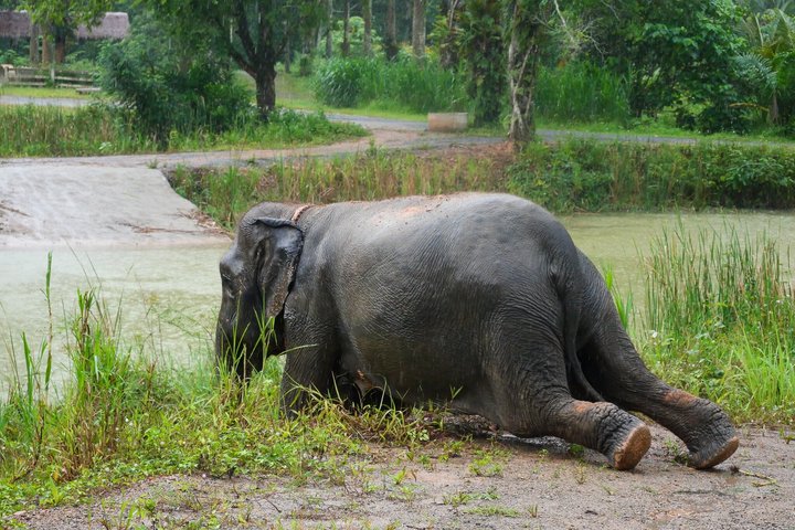 Highlight de meio dia com elefantes (NO-Touching) em Ao Nang