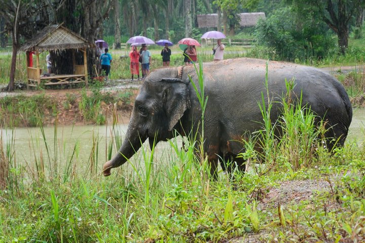 Highlight de meio dia com elefantes (NO-Touching) em Ao Nang