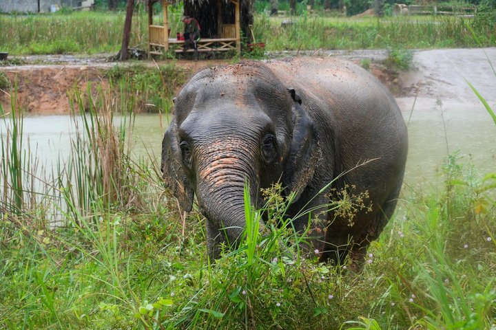 Highlight de meio dia com elefantes (NO-Touching) em Ao Nang